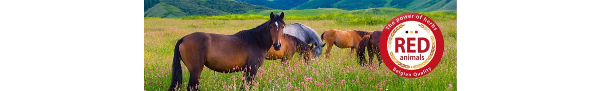 Produits et compléments alimentaires naturels pour chevaux