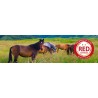 Paarden