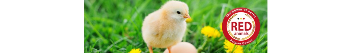 Natural food products and supplements for poultry