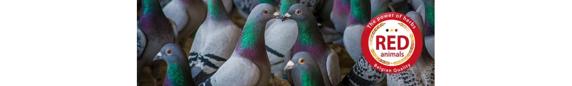 Producten en natuurlijke voedingssupplementen voor duiven.